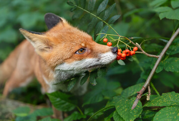 Fototapeta premium Portrait of a red fox eating rowan berries in a forest