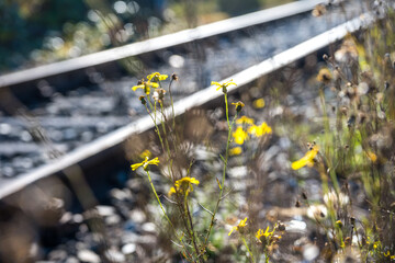 Blumen an Eisenbahnschienen