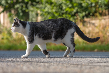 Schwarz-weiße Katze spaziert über Straße