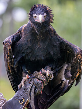 Adler