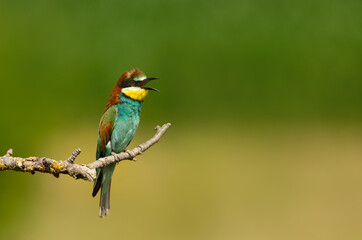 Fototapeta premium Colorful bee-eater calling while perched on tree branch during summer