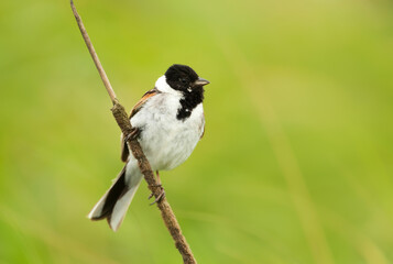 Obraz premium Portrait of a common reed bunting in a meadow