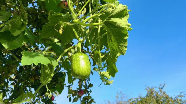An unripe green bottle gourd hanging from a lush, leafy apple tree outdoors in bright sunlight against a clear blue sky. Gardening and growing video background with copy space