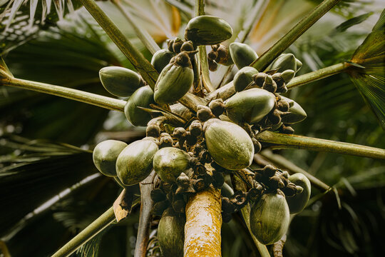 Female coco de mer (Lodoicea maldivica) fruits and inflorescence on palm tree in Vallee de Mai, Seychelles.