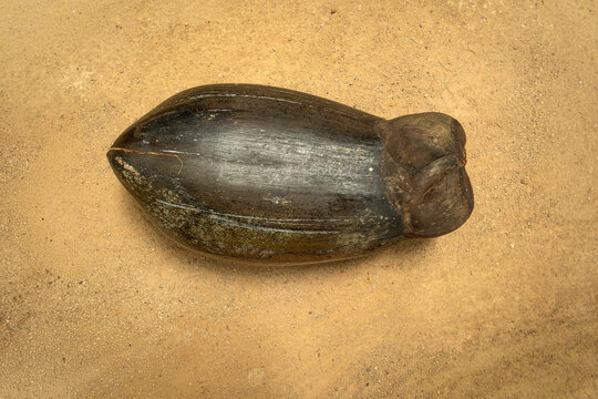 Whole black coco de mer (Lodoicea maldivica) fruit on gravel ground in Vallee de Mai, Seychelles.