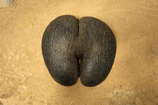 Massive bilobed coco de mer (Lodoicea maldivica) seed on gravel ground in Vallee de Mai, Seychelles.