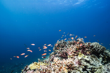 Obraz premium Colorful Anthias Floating Over Healthy Coral Plateau