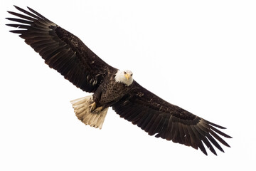 Obraz premium Front-facing bald eagle in flight with wings spread wide against a pale sky background
