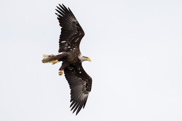 Fototapeta premium Bald eagle banking midair with talons visible against a clean gray sky background