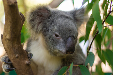 Obraz premium Cute Koala Bear Rest on Tree Branch in Natural Green Habitat Outdoors