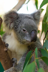 Obraz premium Cute Koala Close-up Rest on Tree Branch Among Eucalyptus Leaves