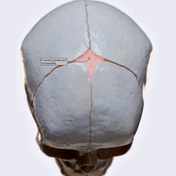 Detailed fetal human skull showing fontanelles, cranial bones, and newborn anatomy structure.