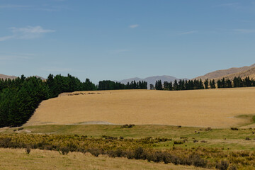 Fototapeta premium Vast golden field under clear sky, tree line and distant mountains