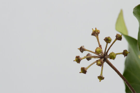 Hedera helix ivy undeveloped berries on a branch  wallpaper luxury minimal background, copy space, texture,  neutral background for branding social media,  packaging, 