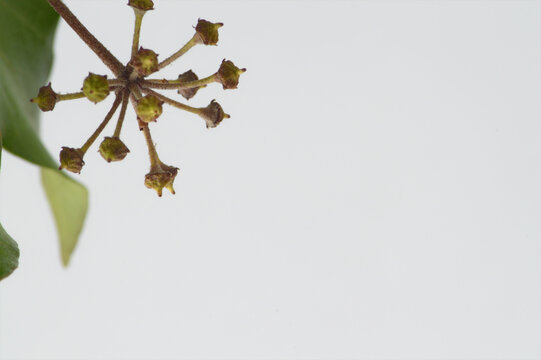 Hedera helix ivy undeveloped berries on a branch  wallpaper luxury minimal background, copy space, texture,  neutral background for branding social media,  packaging, 