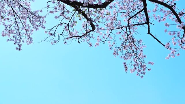 桜吹雪が舞う東京の桜並木と春の空 / Cherry Blossom Petals Falling Over a Tree Lined Street in Tokyo, Japan