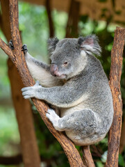 Obraz premium Koala