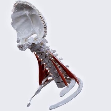 Illustrates scalene muscles of the neck showing structure, function, and cervical anatomy details.