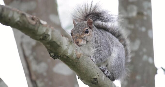  Eastern grey squirrel standing and grooming on a tree branch