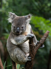 Obraz premium Koala