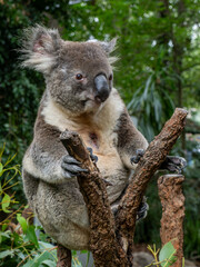 Obraz premium Koala