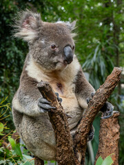 Obraz premium Koala