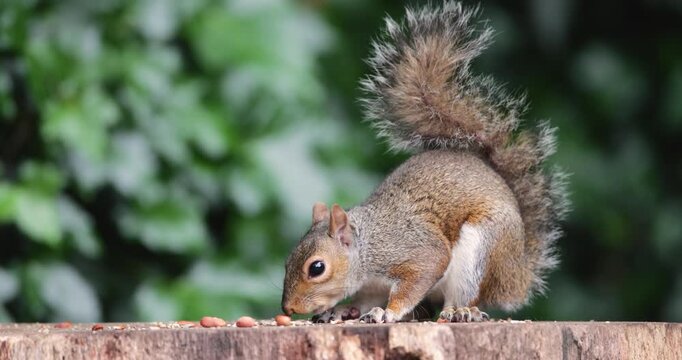 Eastern grey squirrel eating nut on a tree stump