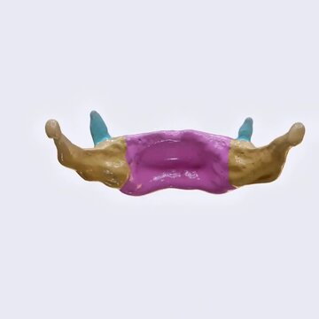 Illustration of the hyoid bone showing all parts, structure, and anatomical neck relationships.