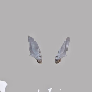 3D animation showing inferior nasal concha structure, position in nasal cavity, and anatomy.