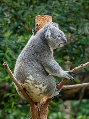 Obraz premium Koala