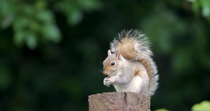 Eastern grey squirrel eating nut on a tree stump