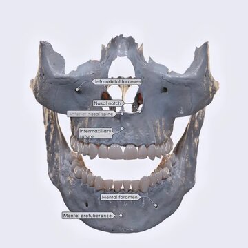 Illustration of viscerocranium landmarks showing facial bones, skull structure, and anatomy details.