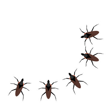 Chagas Insects Illustration