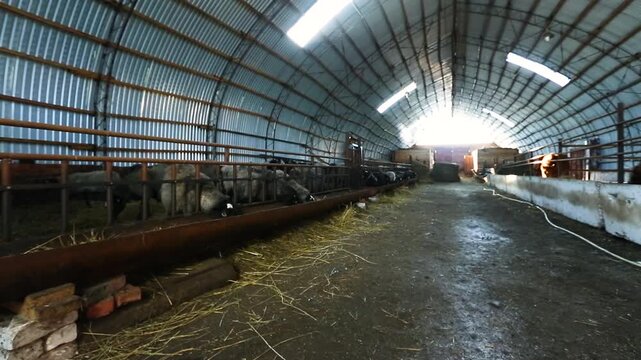 Wide Interior View of a Large Arched Metal Barn with Sheep in Pens. Livestock Farm Building with Natural Light at the End