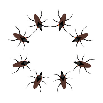 Chagas Insects Illustration