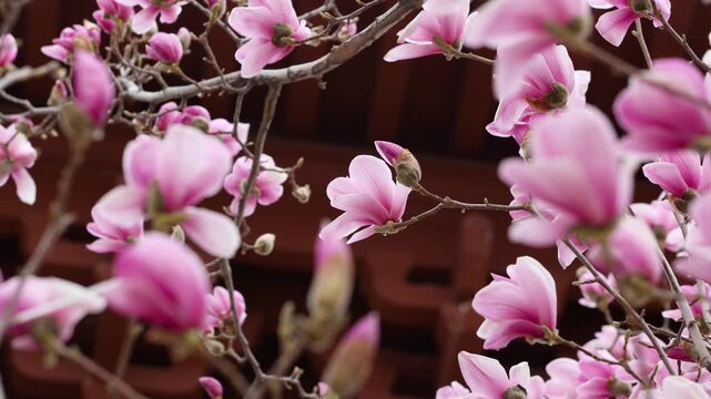 Spring magnolia flowers are in full bloom