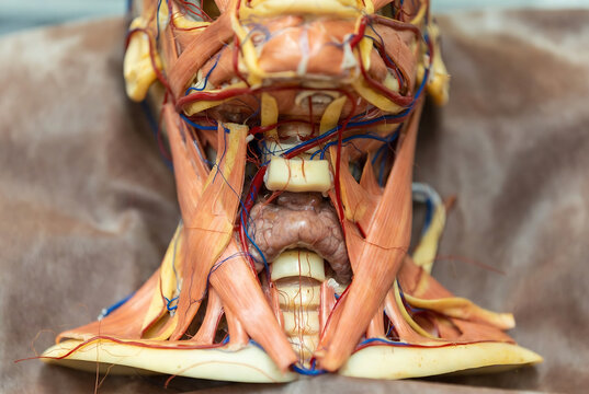 A human head and neck dissection model displaying the anatomy of the face, throat, and major blood vessels.