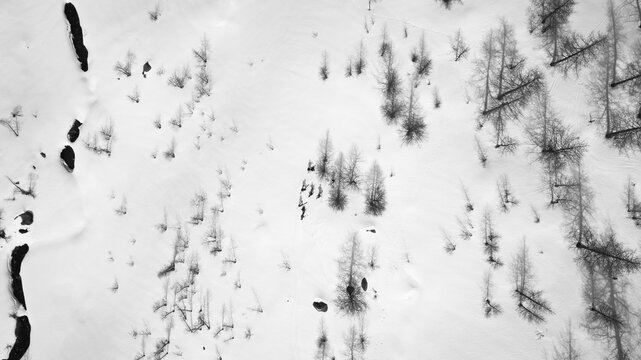 Aerial view of stark trees punctuate the pristine white canvas of snow-covered Mount Colmet, a tranquil winter scene, Arpy, Valle d'Aosta, Italy.