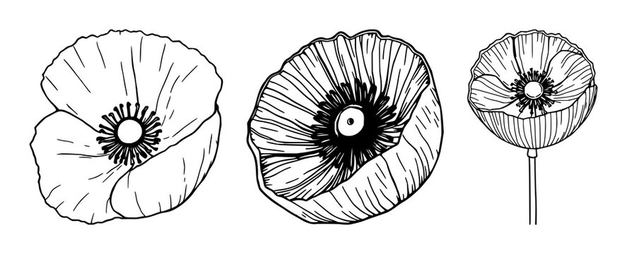 Poppy pod cross-section set with minimalist black line art design featuring botanical details, seed pods, opium with plant anatomy and floral elements