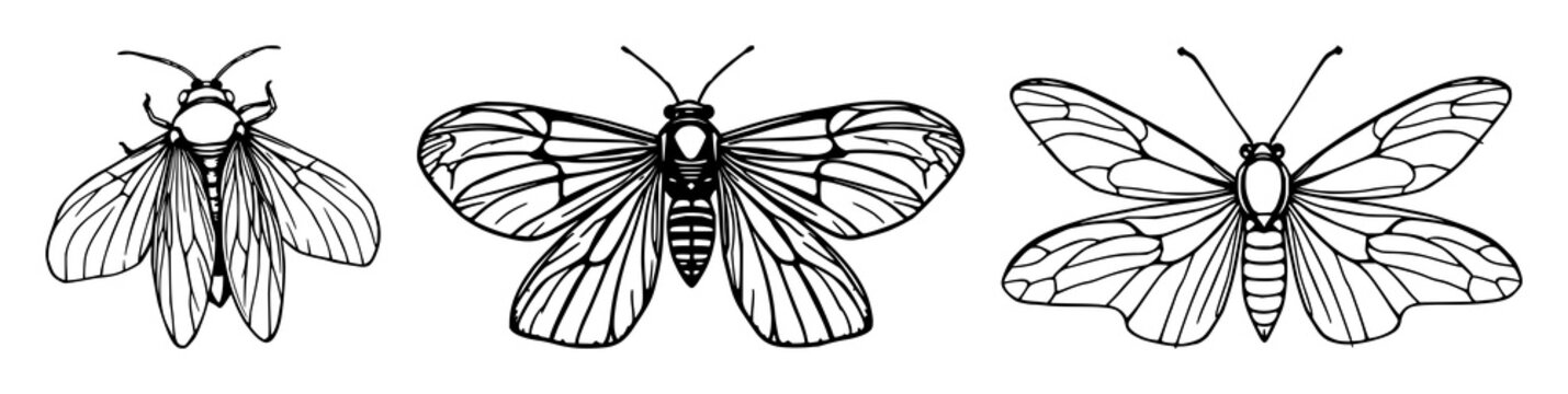 Cicada wings set with black line art illustration featuring pinned insect specimens, natural history, entomology with scientific diagrams and biological illustrations