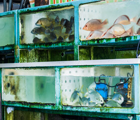 Live fish stored in water tanks at a seafood wholesale market in Aberdeen, Hong Kong. Industrial seafood handling and distribution environment at the Aberdeen fish market.