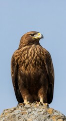 Fototapeta premium Eagle perched on rock.