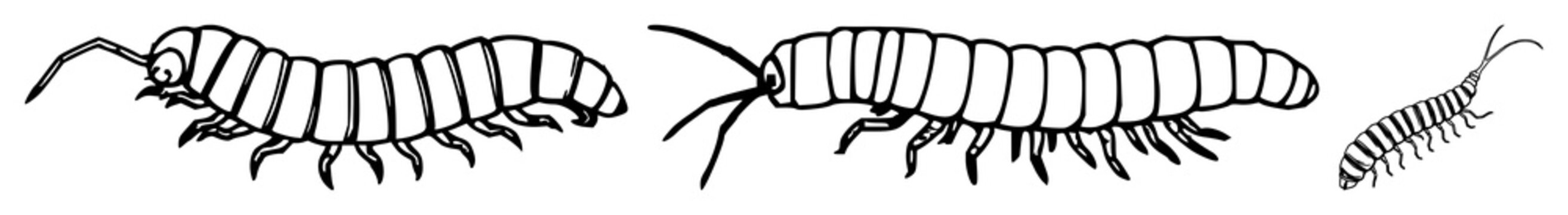 Centipede segment set with black line art and abstract design featuring invertebrate, insect, bug with myriapoda and arthropod