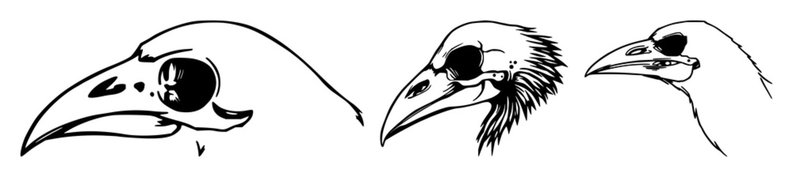 Crow skull set with profile view and black line art design featuring animal, bird, death with skeleton and bones