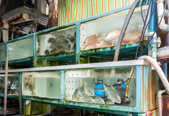 Live fish stored in water tanks at a seafood wholesale market in Aberdeen, Hong Kong. Industrial seafood handling and distribution environment at the Aberdeen fish market.