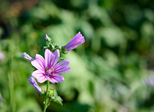 Blooming wild mallow (Malva sylvestris) close-up on a blurred natural background.