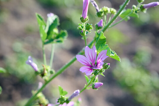 Blooming wild mallow (Malva sylvestris) close-up on a blurred natural background.