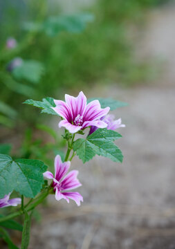 Blooming wild mallow (Malva sylvestris) close-up on a blurred natural background.