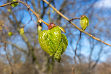 A macro shot captures fresh green linden leaves emerging from reddish buds on a slender branch against a blurred blue sky, symbolizing the vibrant arrival of spring.