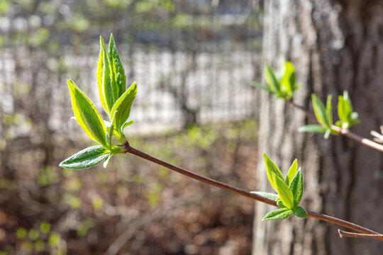 A close-up shot of vibrant green buds and young leaves unfurling on a slender brown branch in early spring, bathed in warm, soft sunlight with a blurred background.